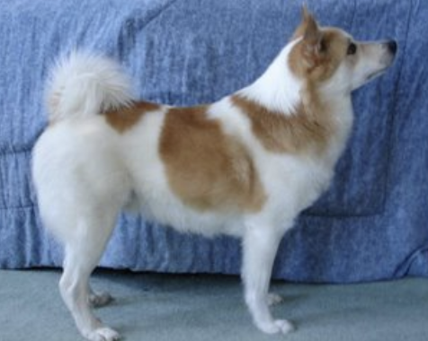 Töfra-Lagsi | Icelandic Sheepdog 