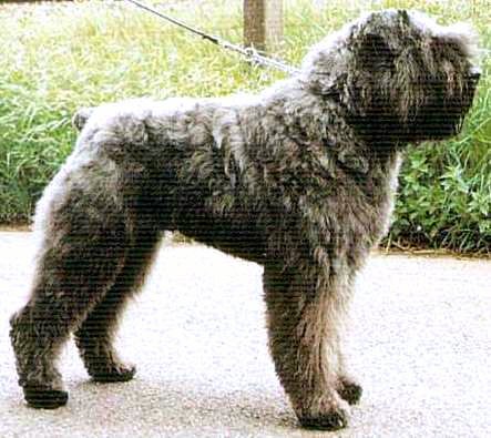 Aram-Donny v.d. Lage Banken | Bouvier des Flandres 