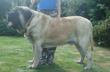 Brookview Born Free | Mastiff 