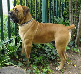 Tigerberg Brolloks | African Boerboel 