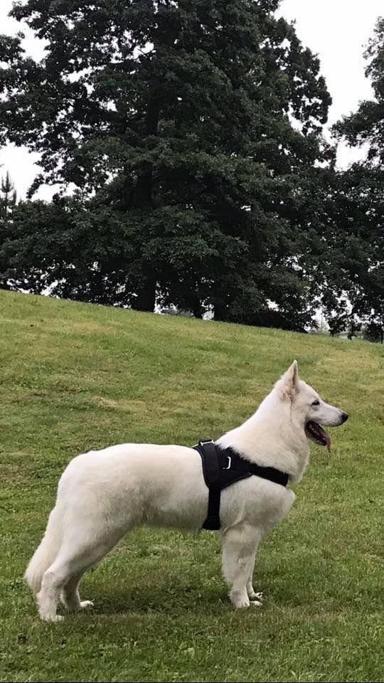 Ondine Ahlitah Quest | White Swiss Shepherd Dog 