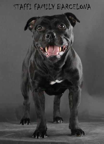 STAFFI FAMILY BARCELONA | Staffordshire Bull Terrier 