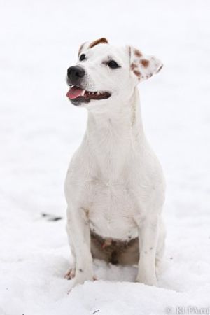 Dakota Godsend Land K | Jack Russell Terrier 