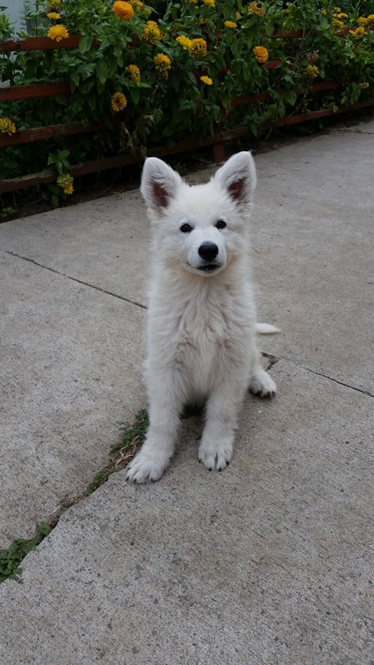 Furmint of Ice Wine | White Swiss Shepherd Dog 