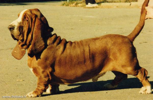 Fed Frumos Happi | Basset Hound 