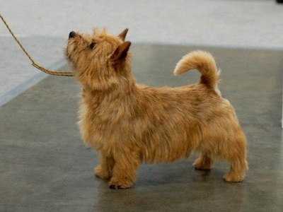 DEBEAUX ZAC ATTACK | Norwich Terrier 