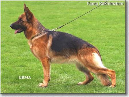 Rahimzhan Fanta | German Shepherd Dog 