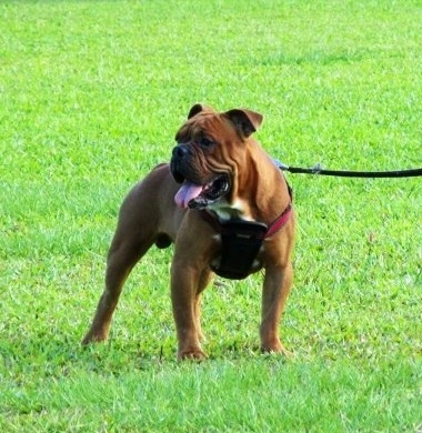 Rlbk Mr.Frog of Mhrk | Olde English Bulldogge 