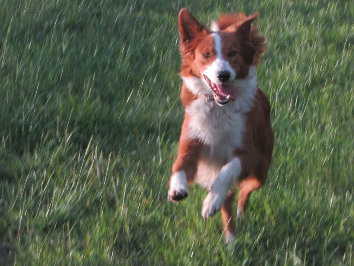 Town &amp; Country's Cheyenne | English Shepherd 