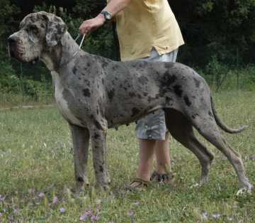 Adja de la Benjamine | Great Dane 