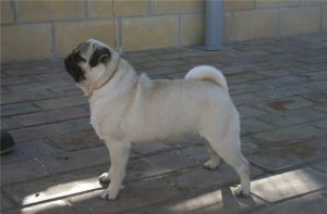 DIDIEL ANDES YANQUETRUZ  FRESIA | Pug 