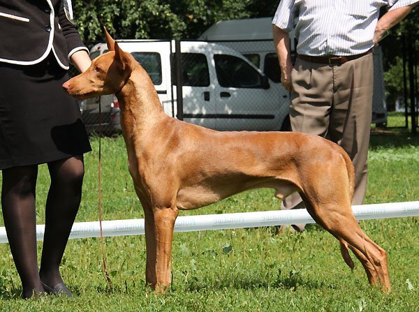 Reedly Road Evergreen | Pharaoh Hound 