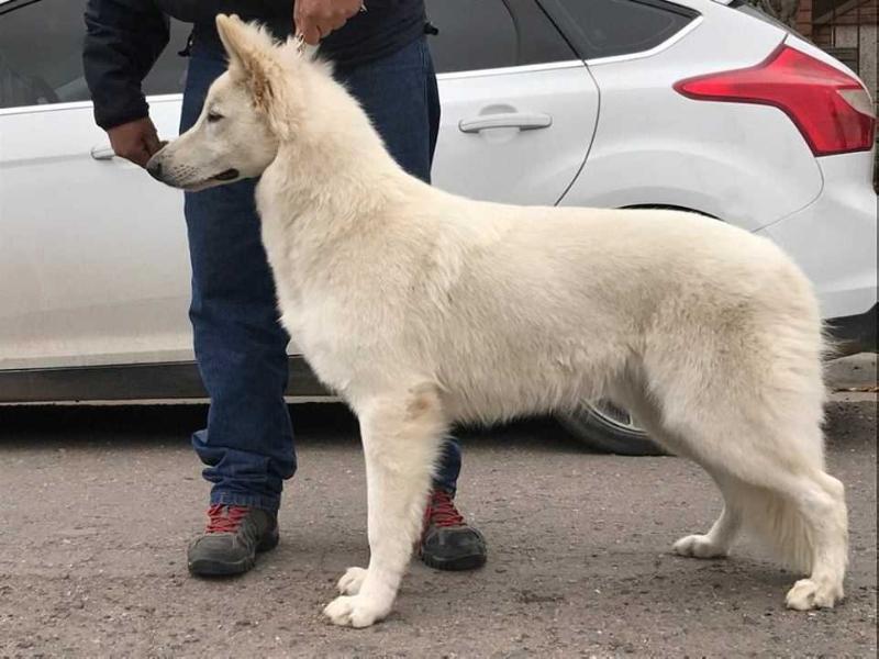 Escudo de Roble Mountain Wolves | White Swiss Shepherd Dog 