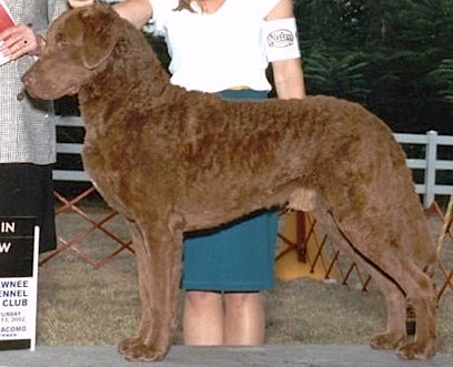 Chestnut Hills Copper Solid | Chesapeake Bay Retriever 