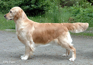 Floprym Y Hazel Nut | Golden Retriever 