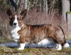 Geestlands Lambent Lulu | Cardigan Welsh Corgi 