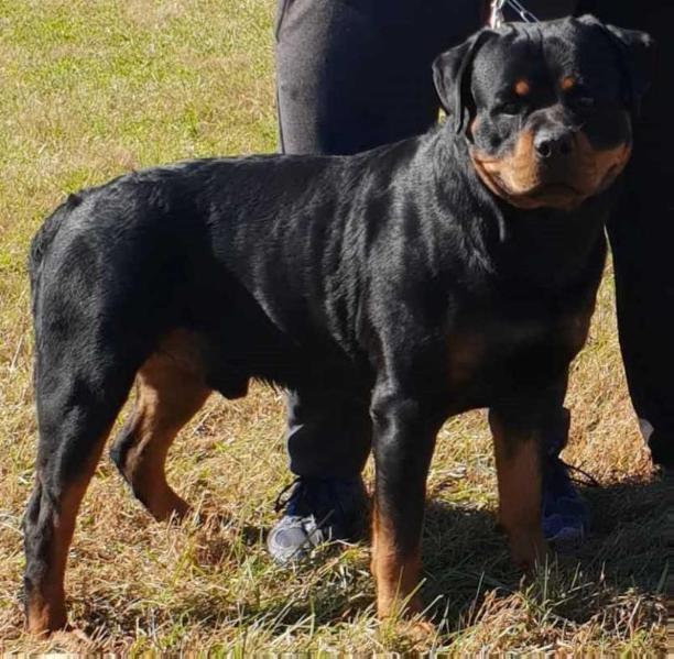 IGOR VOM MULLINS HAUS | Rottweiler 