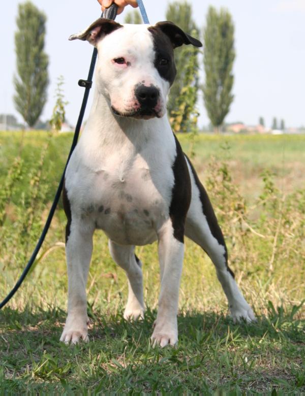Moon Rock Landi's California Dreaming | American Staffordshire Terrier 