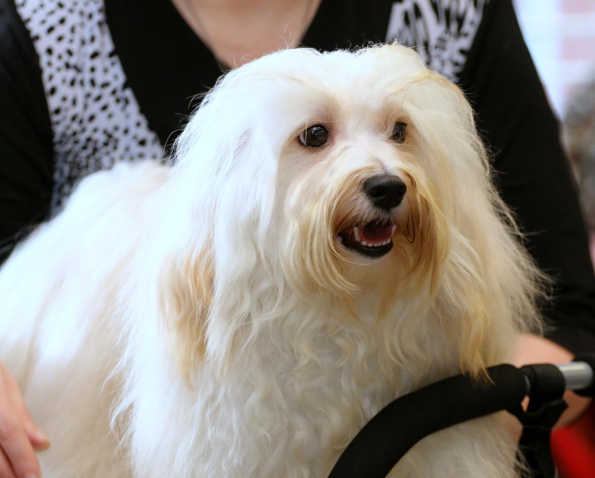 ROCCO Pepasowe Ranczo | Havanese 