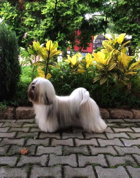 RMoretto Cane Herodes | Lhasa Apso 