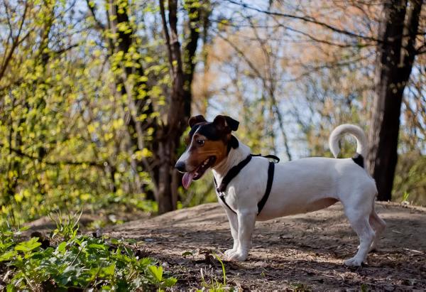 Beautiful Betty Z Jerene | Jack Russell Terrier 