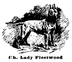 Lady Fleetwood | American Pit Bull Terrier 