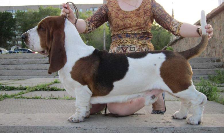 Vincent vega iz stalnogo kraya | Basset Hound 