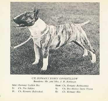 Romany Robin Goodfellow | Bull Terrier 