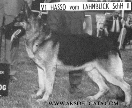 Hasso vom Lahnblick | German Shepherd Dog 