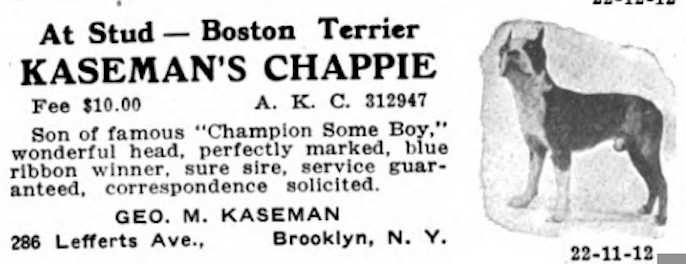 Kaseman's Chappie 312947 | Boston Terrier 