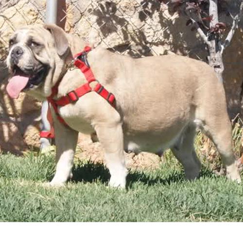 Texas Geez' Mango | Olde English Bulldogge 