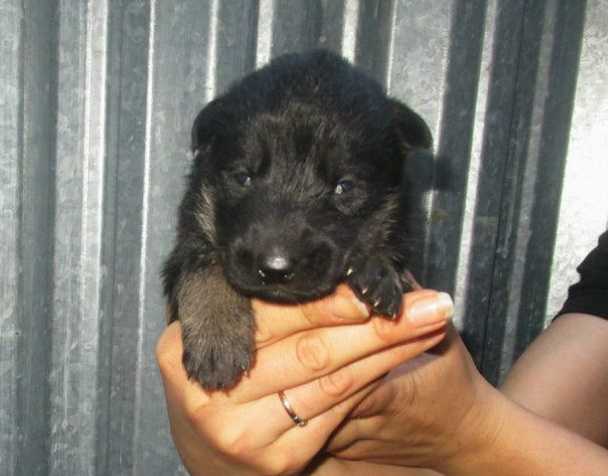 Tayfun Rayvel (Police dog) | German Shepherd Dog 