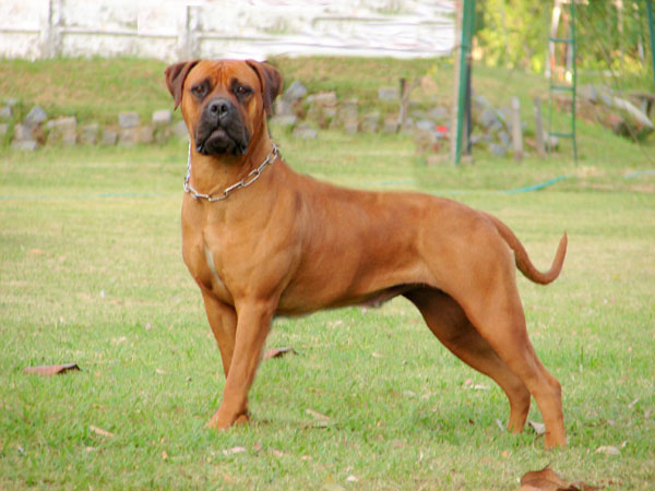 Astrid Of Argos G&amp;C | Bullmastiff 