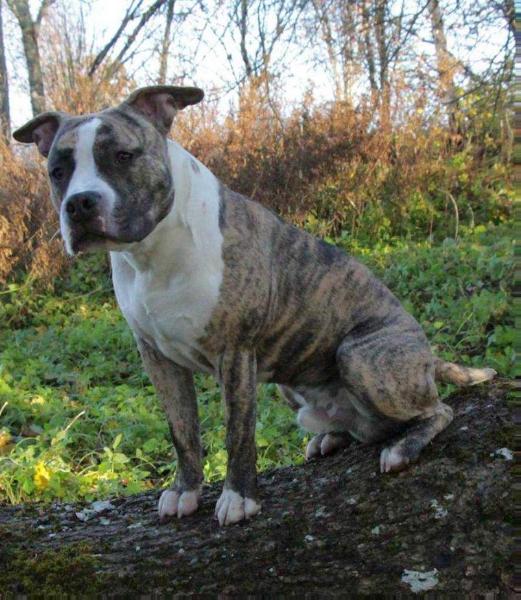 GHOST RIDER FROM EMARLAND | American Staffordshire Terrier 