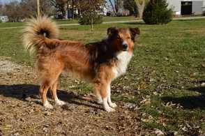 Waddell's Red River Scout | English Shepherd 