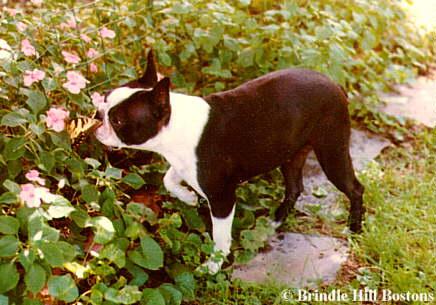 Brindle Hill's Elite Command | Boston Terrier 