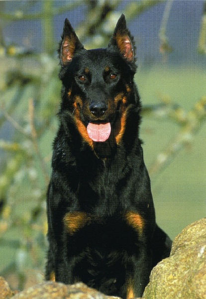 Liberte des assiers | Beauceron 