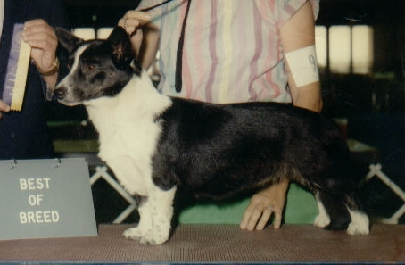 Aragorn Amanda | Cardigan Welsh Corgi 