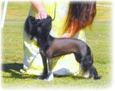 Kalon's Kiss of the Spiderman | Chinese Crested 