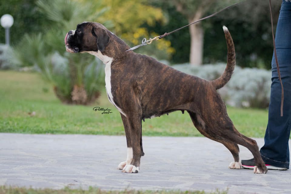 Unforgettable Di Casa Vernice | Boxer 