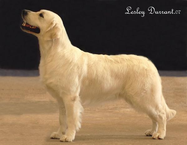 Ramchaine Green Glow By Fenwood | Golden Retriever 