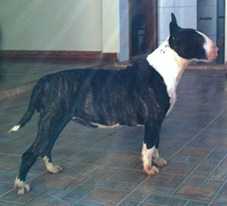 Namaste Bravun Terrier | Bull Terrier 