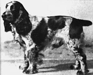 Vivary Crusader | English Cocker Spaniel 