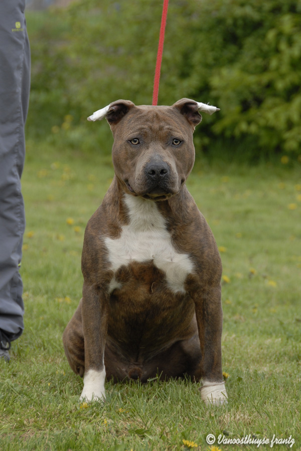 G'star de la maison d este dit Gueros | American Staffordshire Terrier 