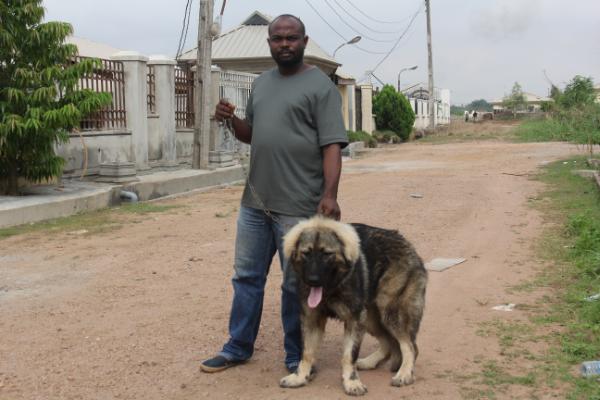 Kalif Starr Caucaz | Caucasian Mountain Dog 