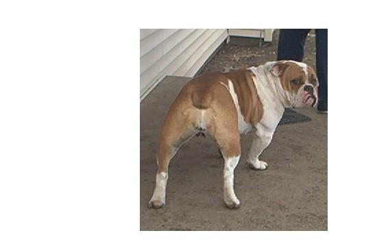 Blue River's Copper | Olde English Bulldogge 