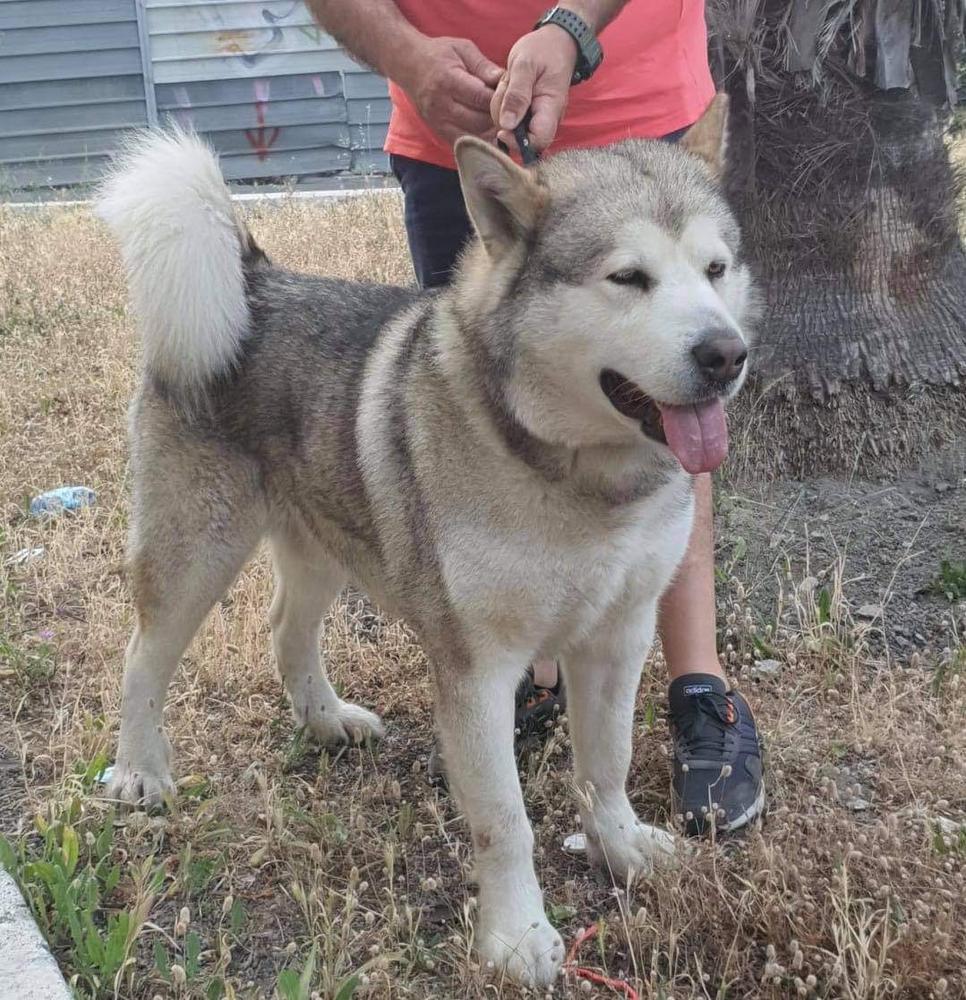 Rolex | Alaskan Malamute 