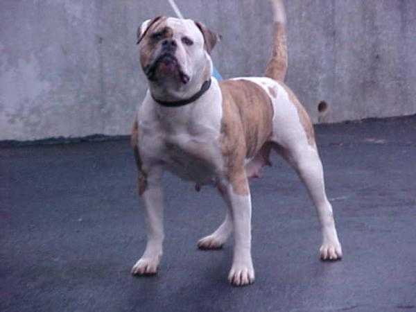 Dailey's Venus Man-trap | Olde English Bulldogge 