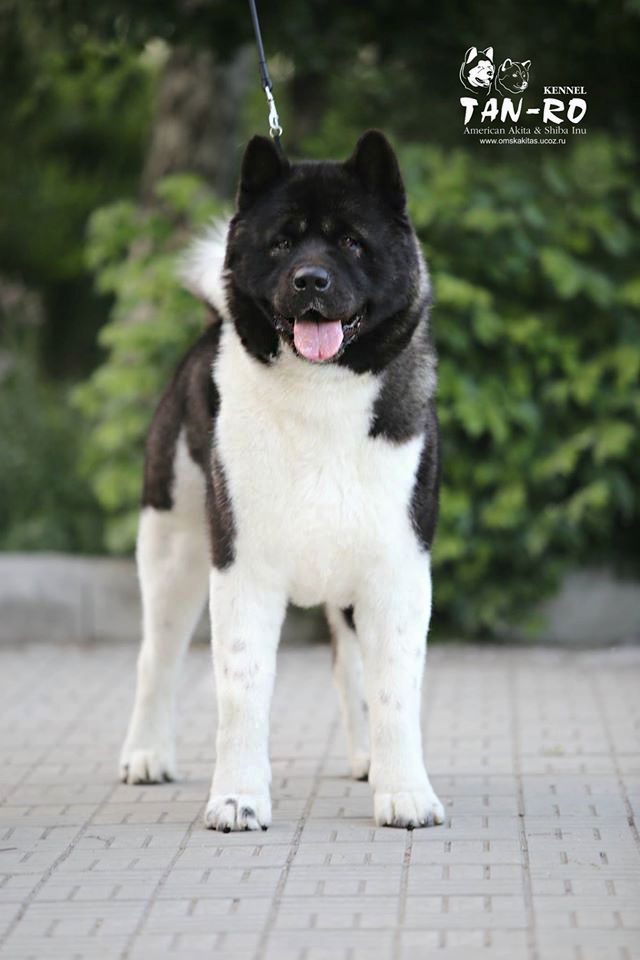 Tan-Ro Siberian Success In The Black | Akita 