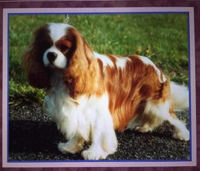 Pascavale Enchanted | Cavalier King Charles Spaniel 